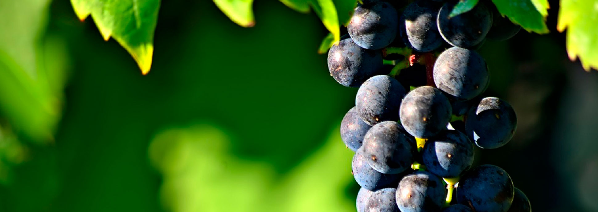 vins natures, l'expression naturelle du vin